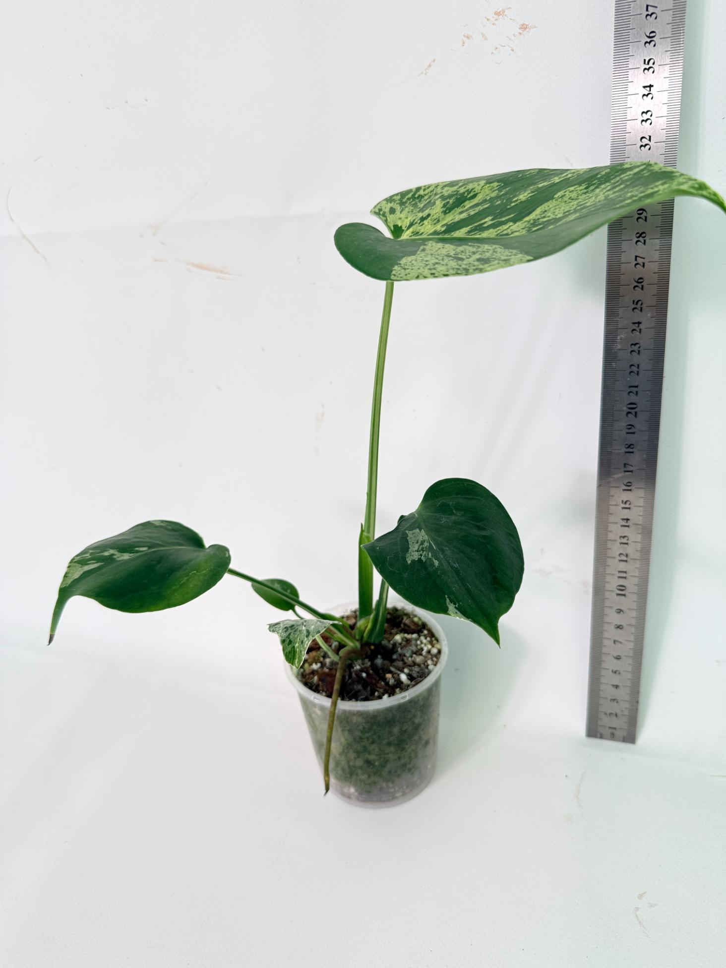 Monstera Bulbasaur 04