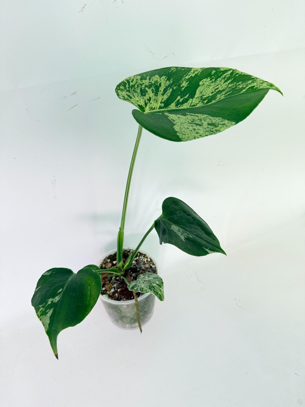 Monstera Bulbasaur 01