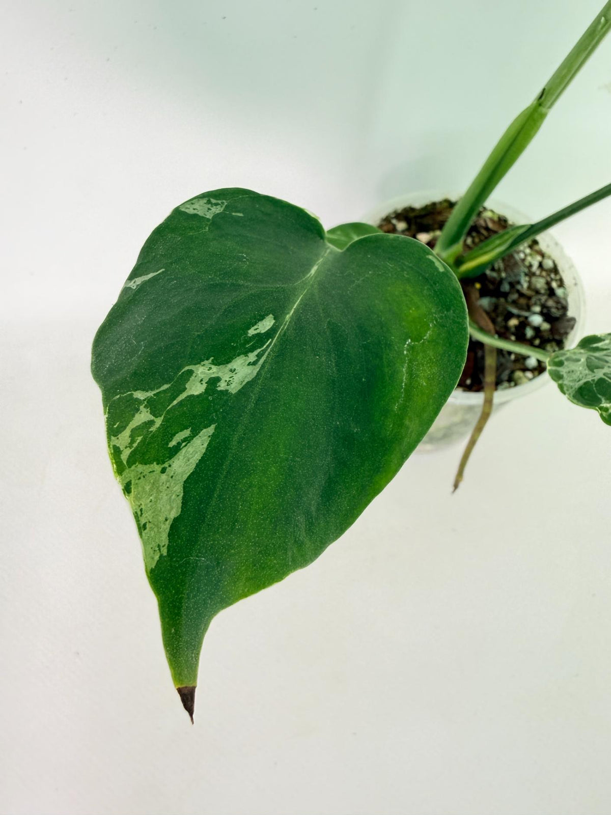 Monstera Bulbasaur 05