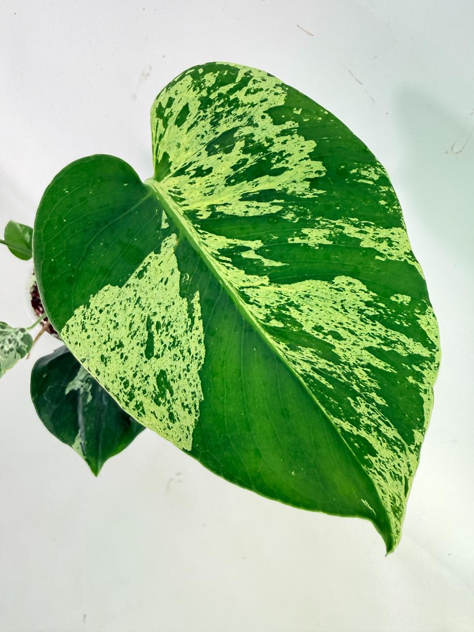 Monstera Bulbasaur 06