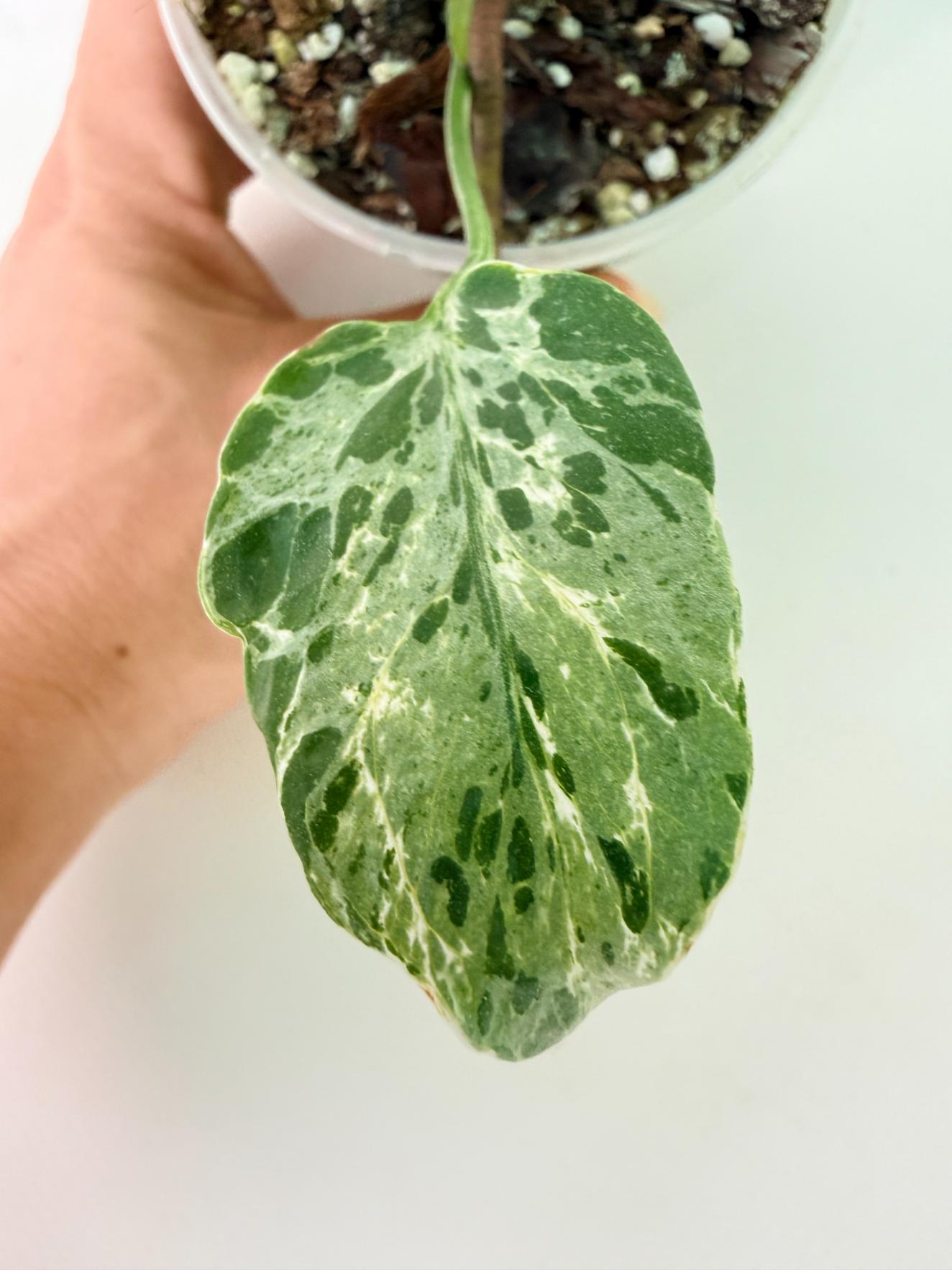 Monstera Bulbasaur 07