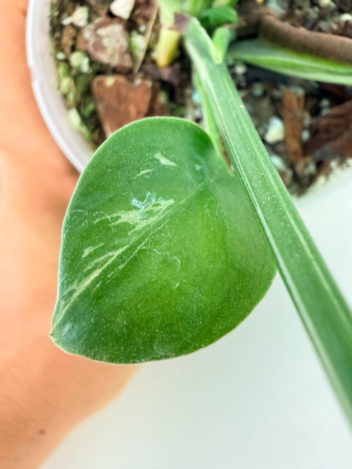 Monstera Bulbasaur 08