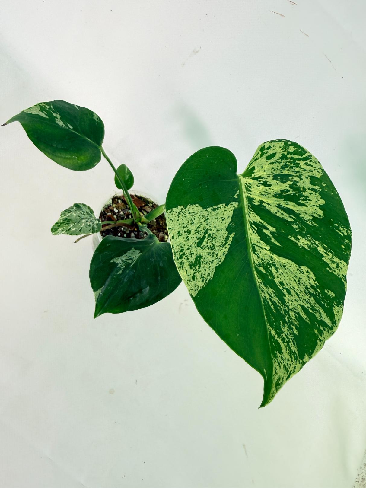 Monstera Bulbasaur 09