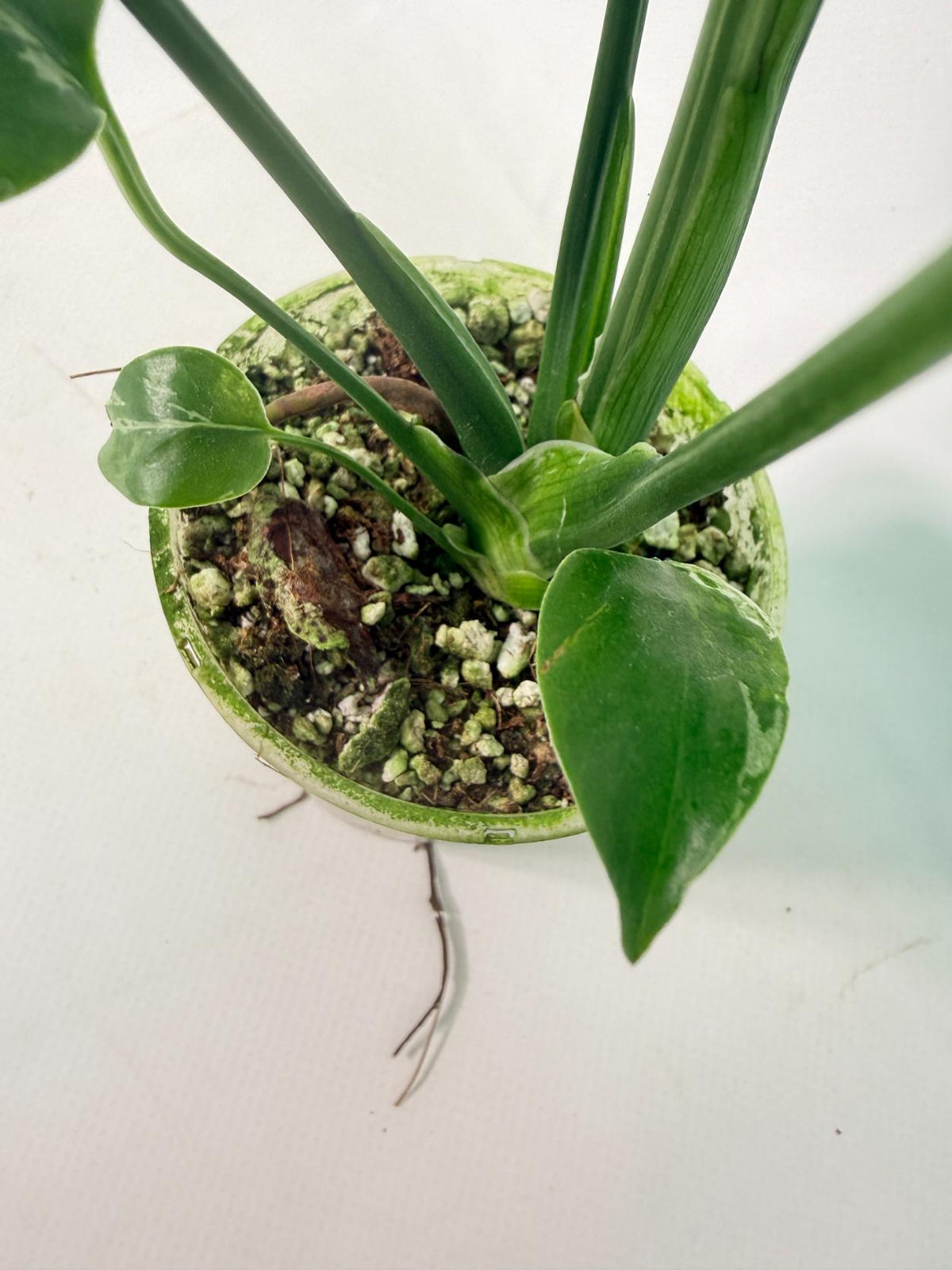 Monstera Bulbasaur 09
