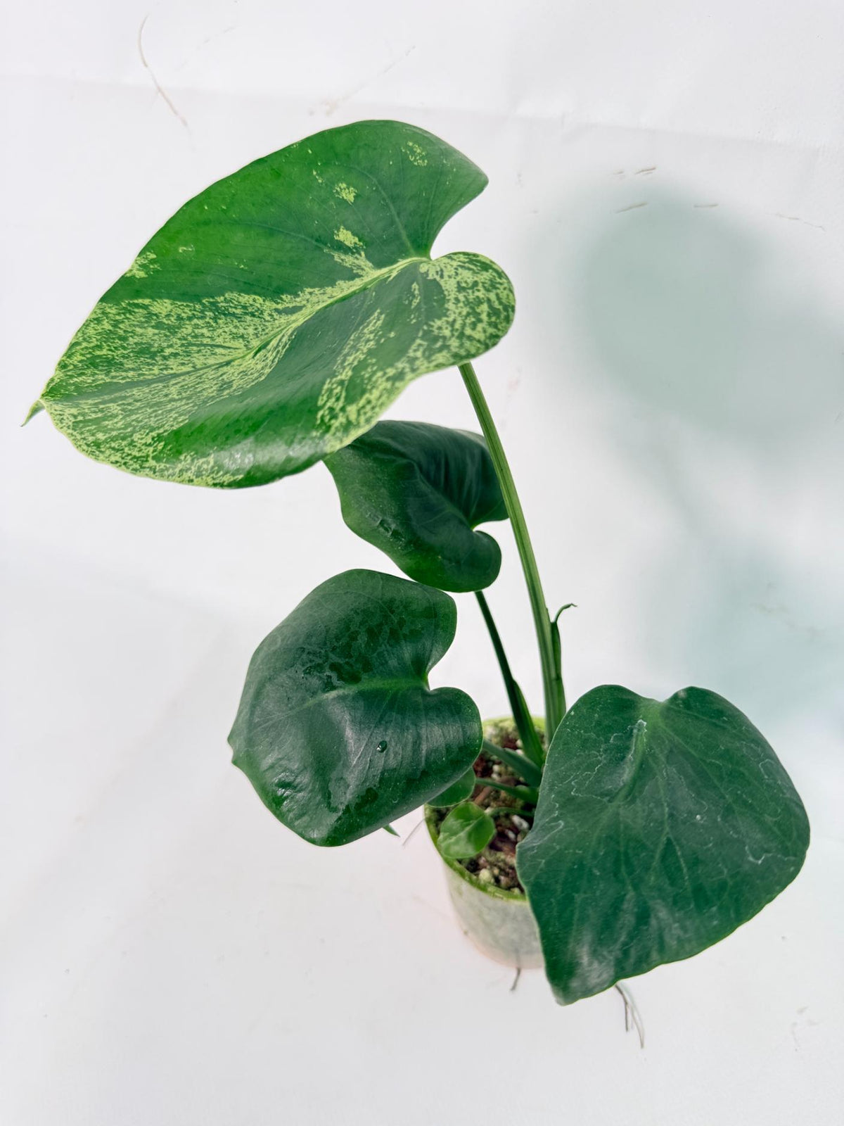 Monstera Bulbasaur 01