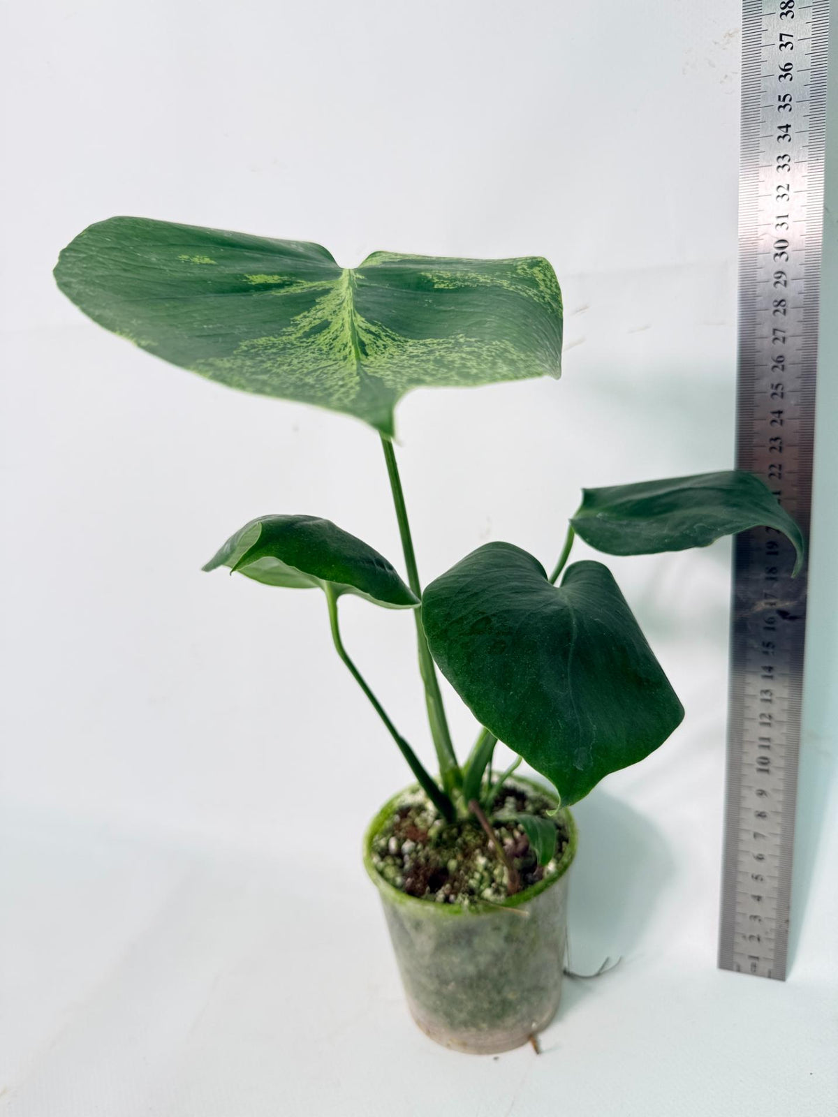 Monstera Bulbasaur 10