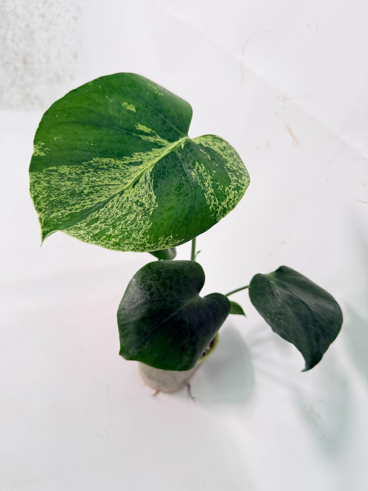 Monstera Bulbasaur 02
