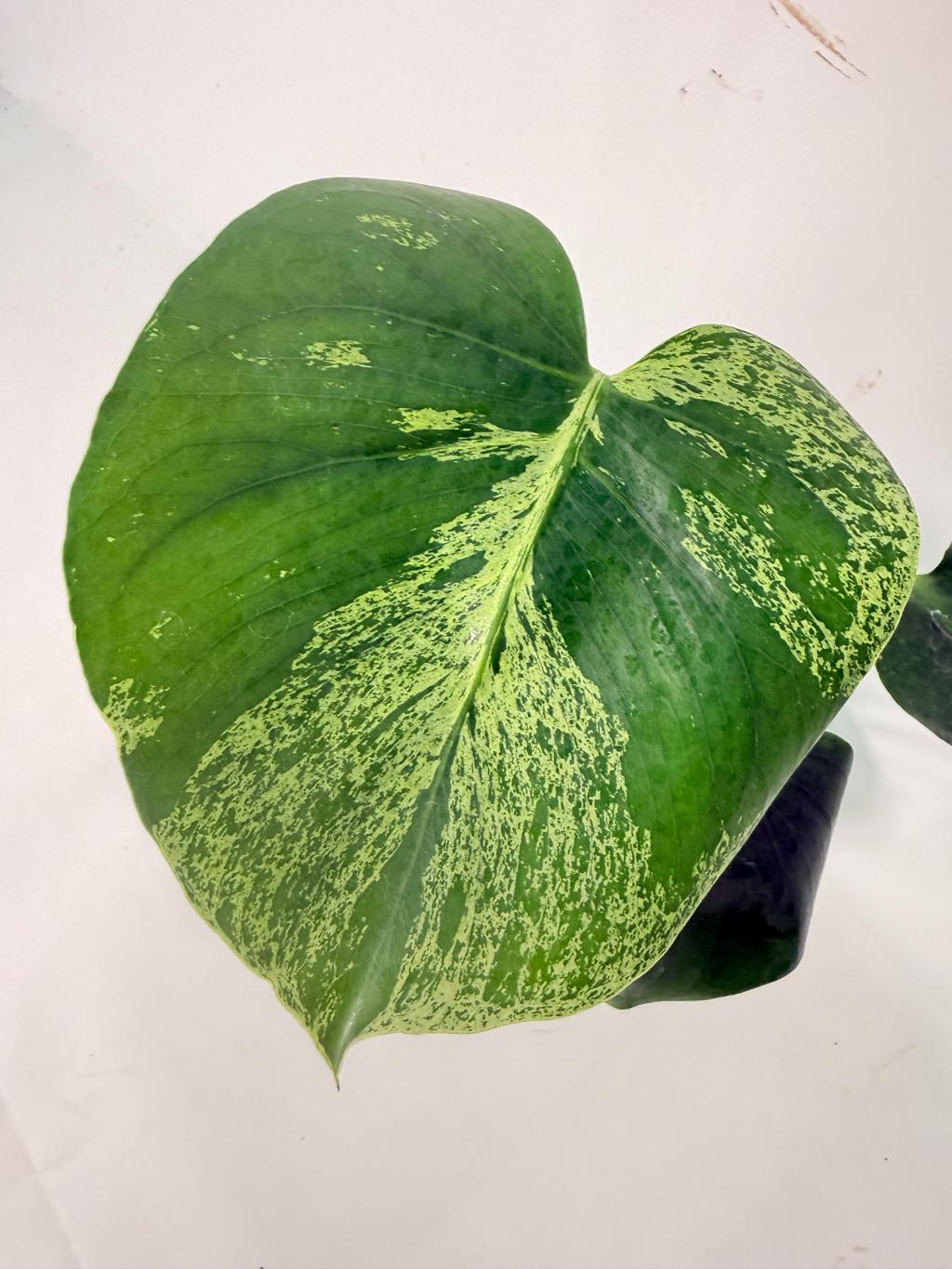 Monstera Bulbasaur 03