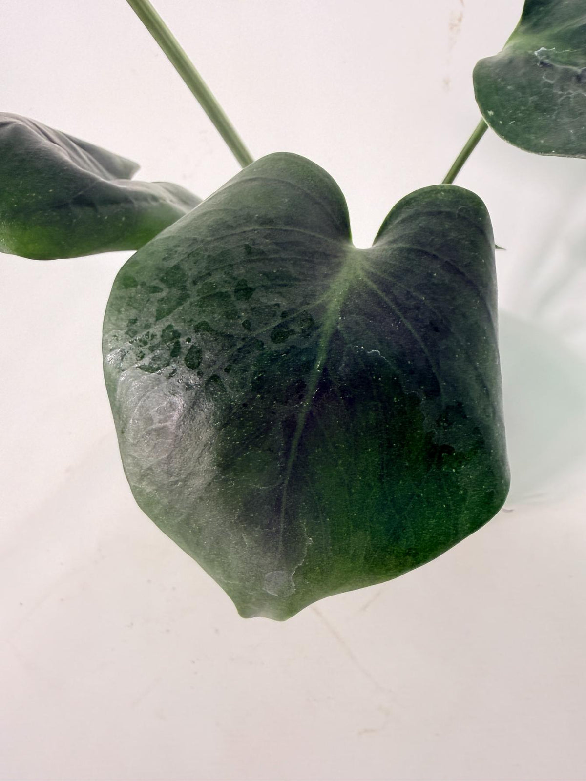 Monstera Bulbasaur 04