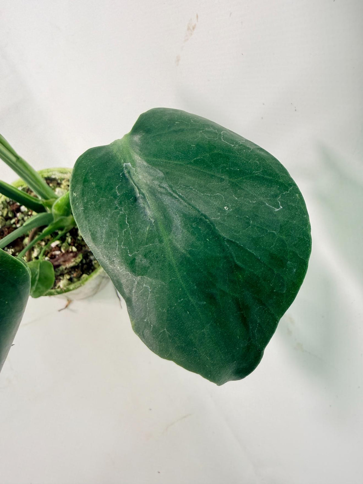 Monstera Bulbasaur 05