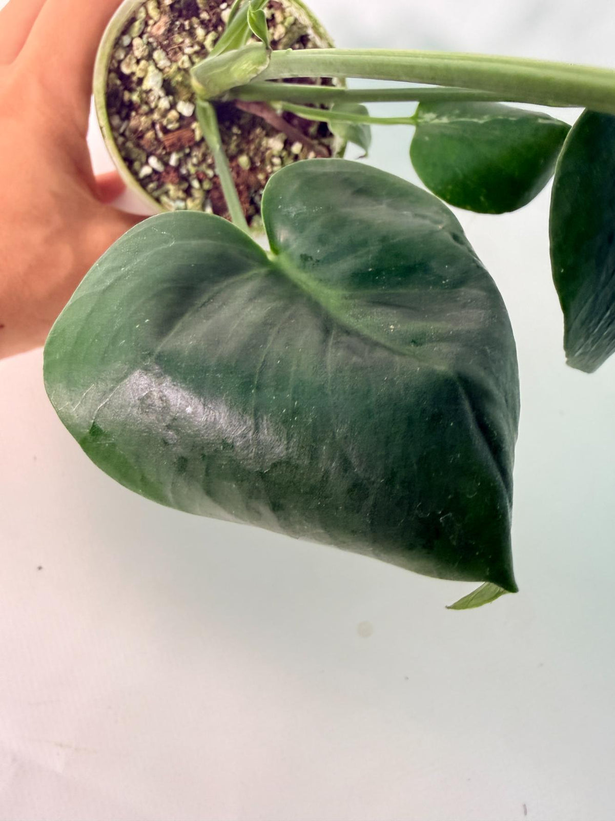 Monstera Bulbasaur 06