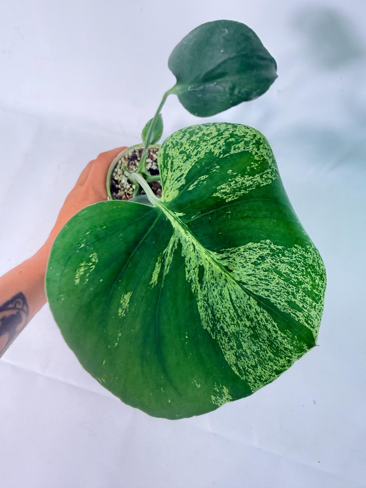 Monstera Bulbasaur 07