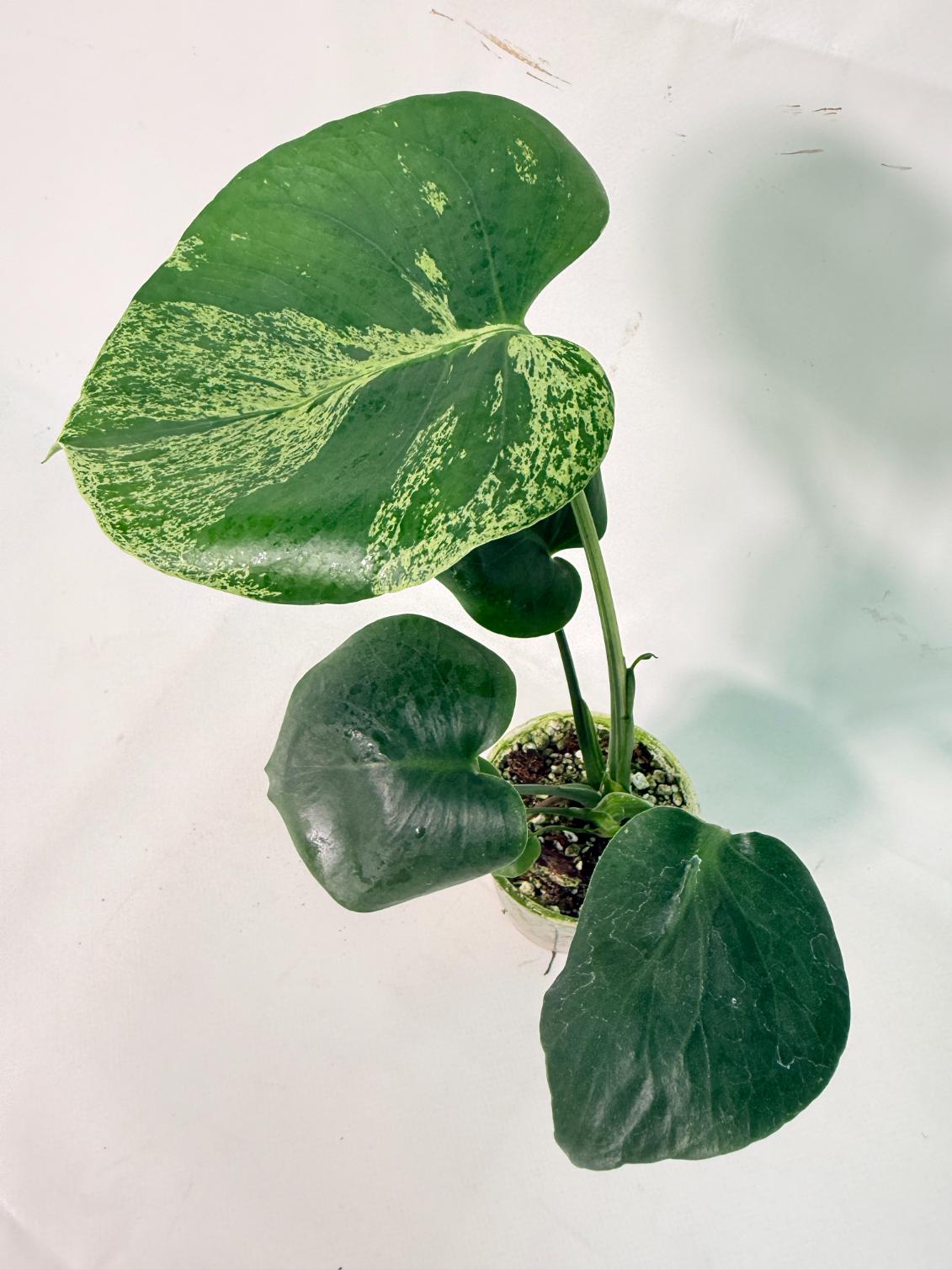 Monstera Bulbasaur 08