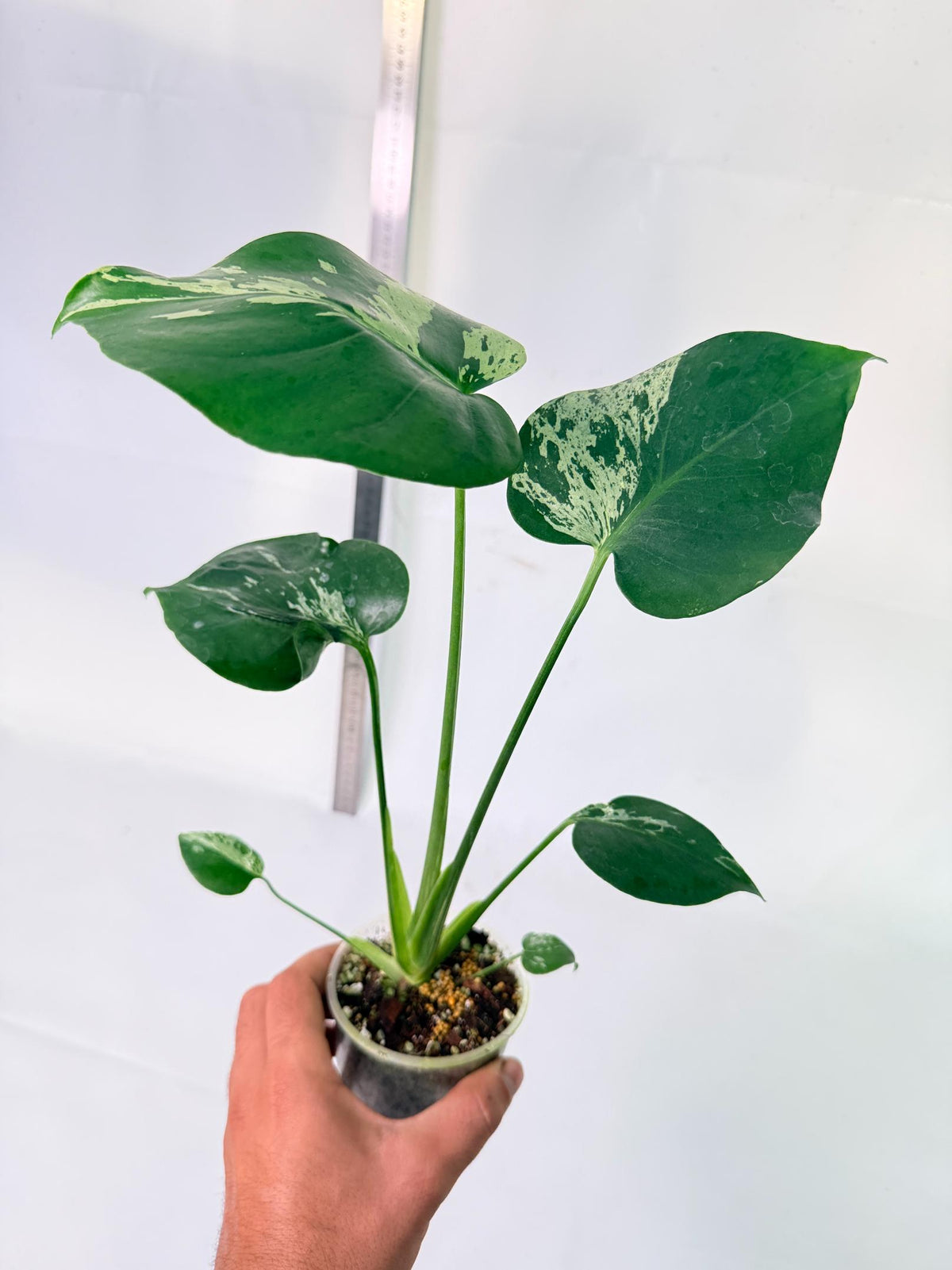 Monstera Bulbasaur 2