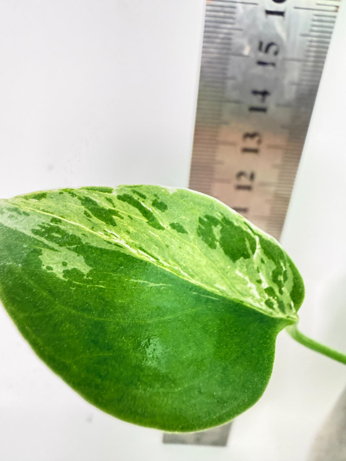 Monstera Bulbasaur 5
