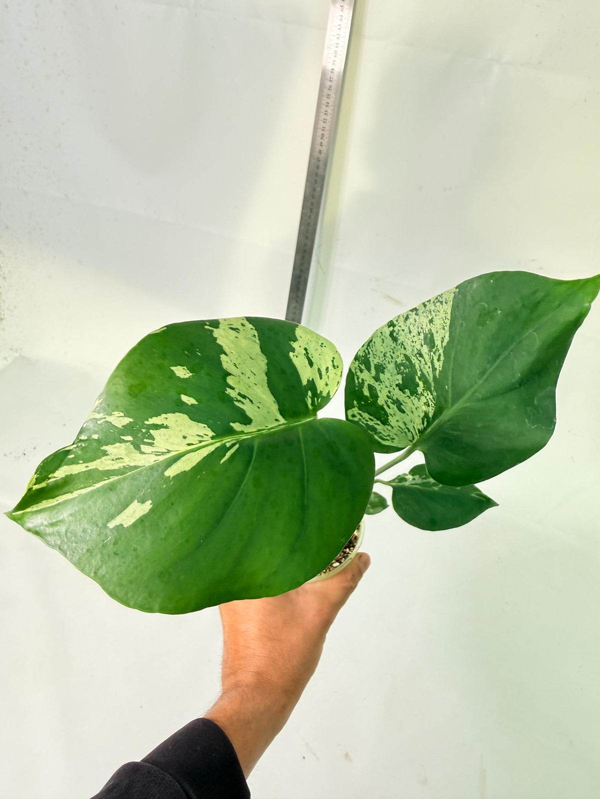 Monstera Bulbasaur 4