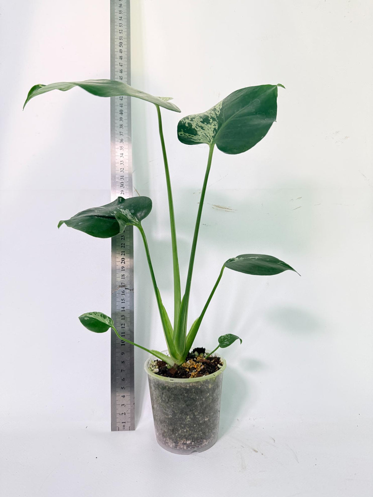 Monstera Bulbasaur 10