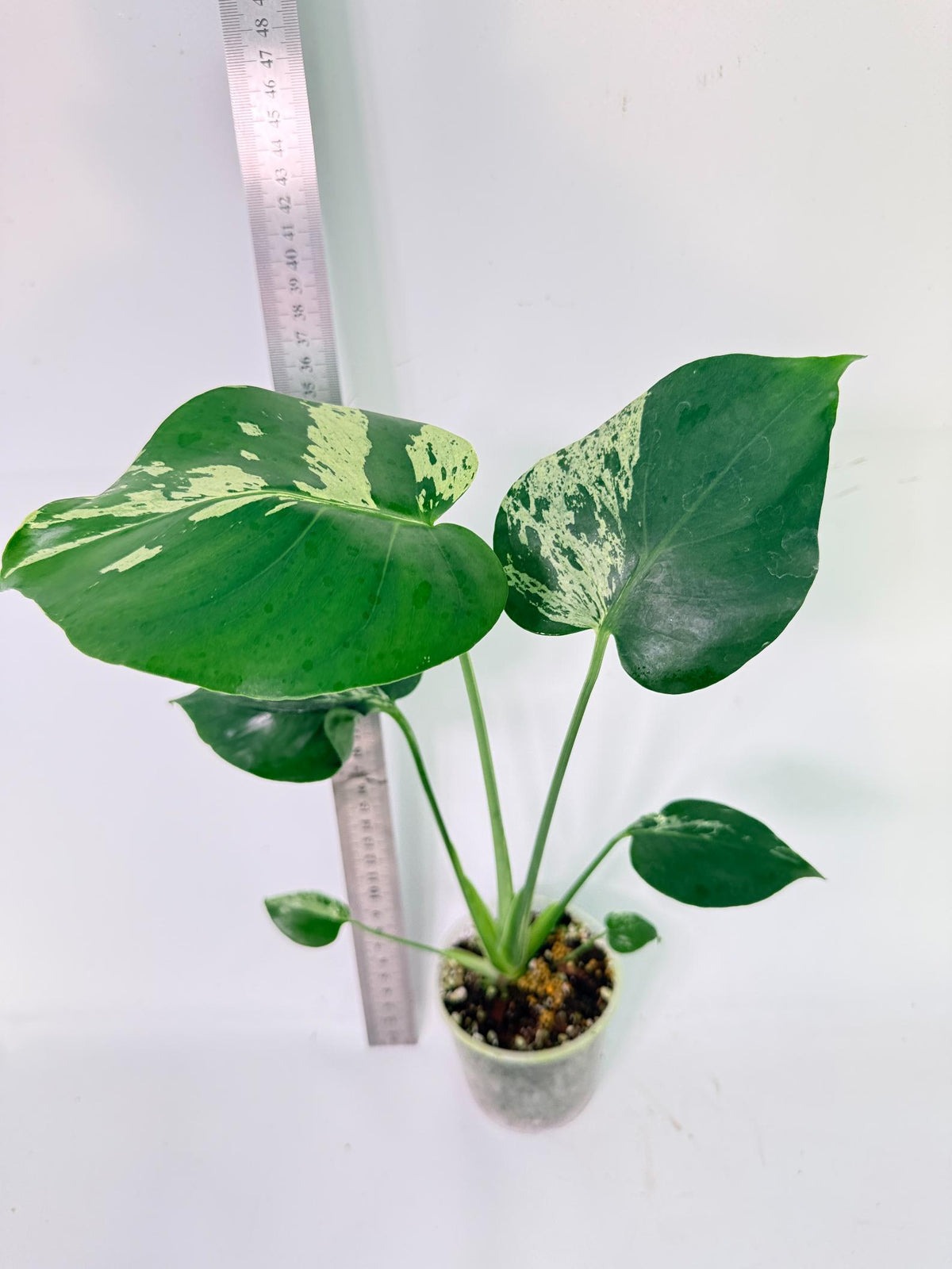 Monstera Bulbasaur 6
