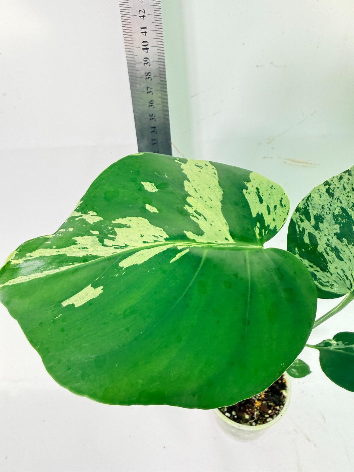 Monstera Bulbasaur 8