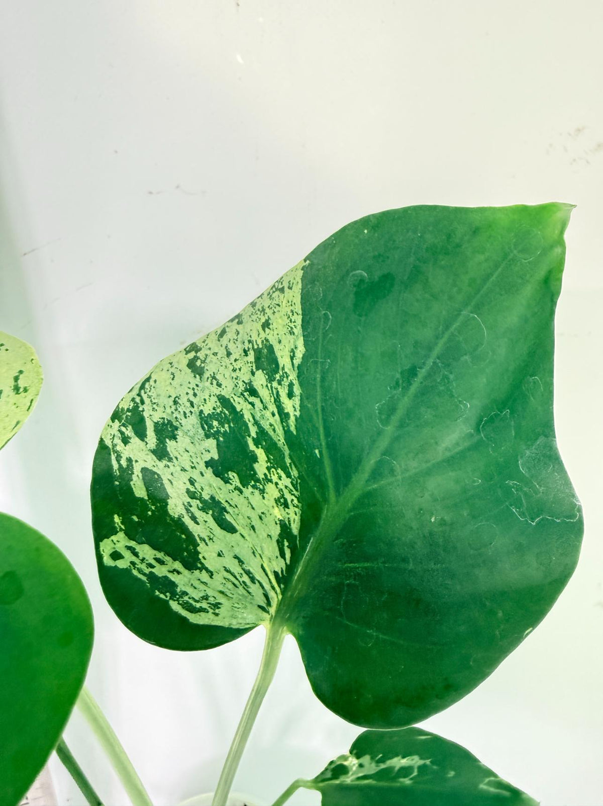 Monstera Bulbasaur 7