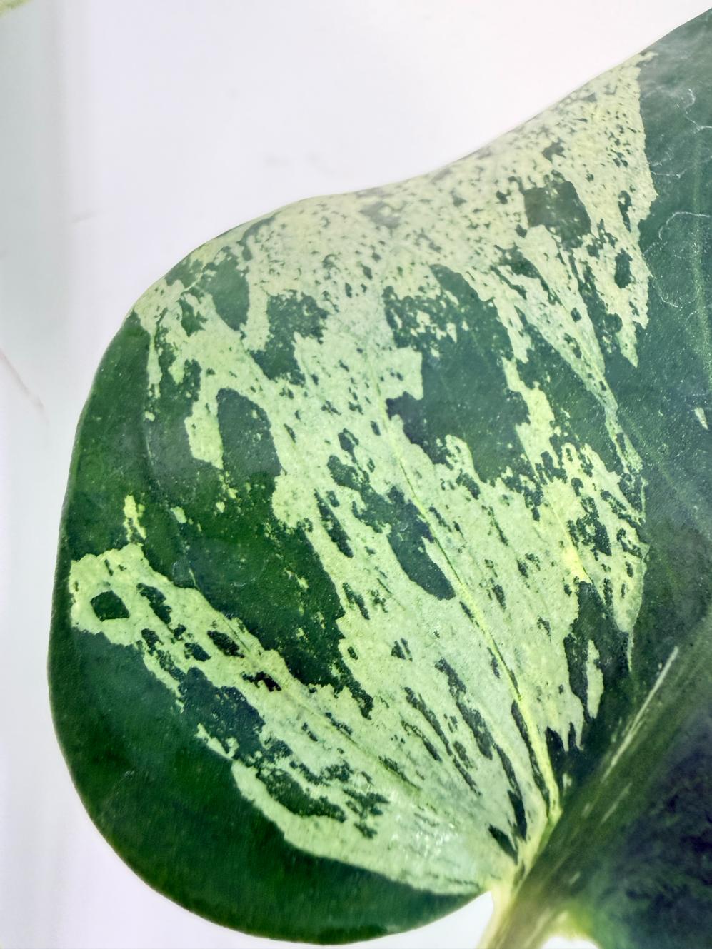 Monstera Bulbasaur 1