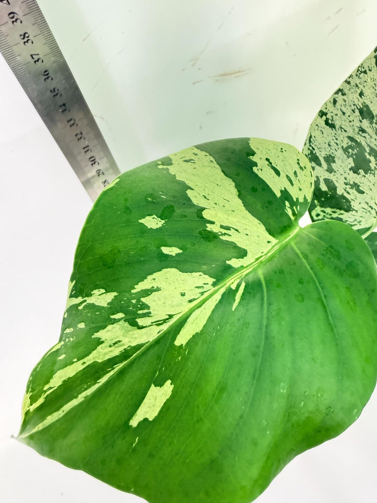 Monstera Bulbasaur 3