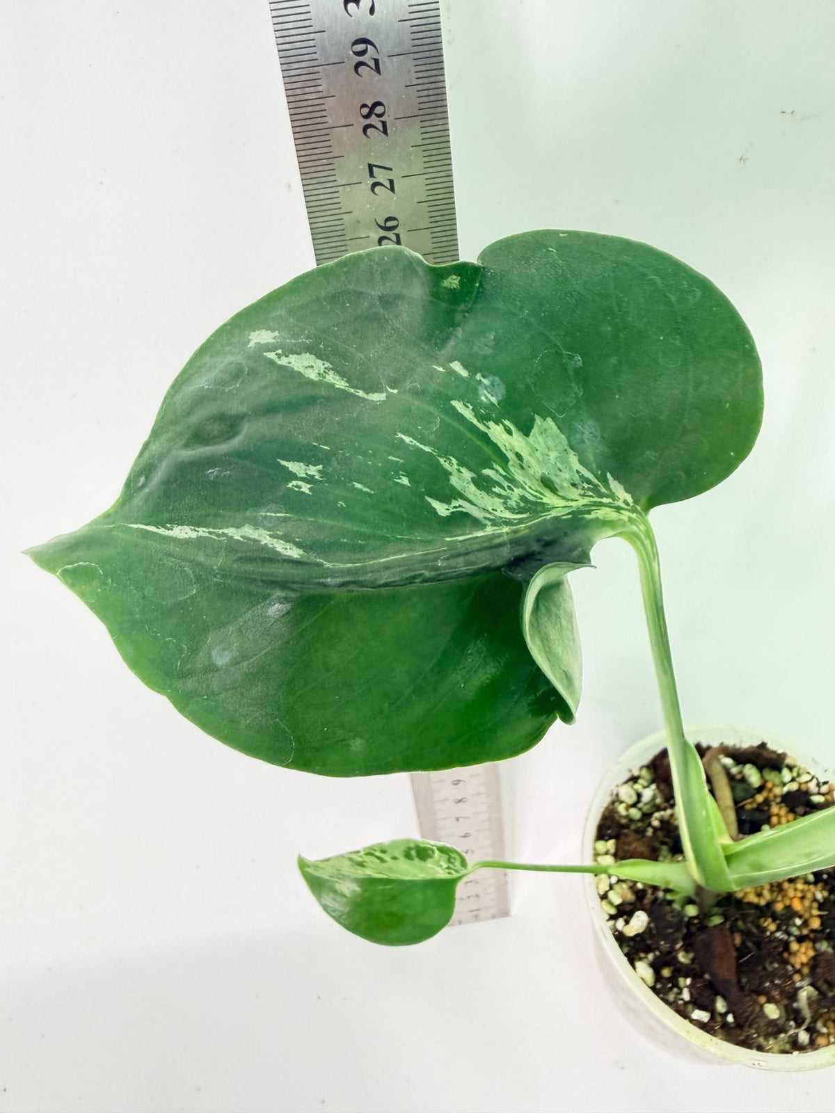 Monstera Bulbasaur 9