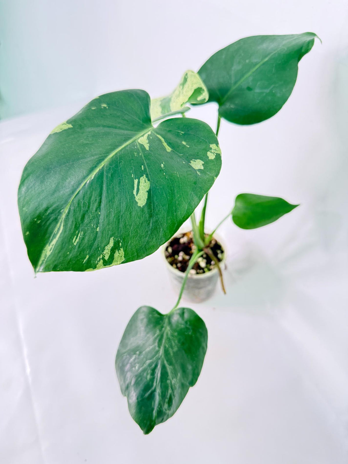 Monstera Bulbasaur 01