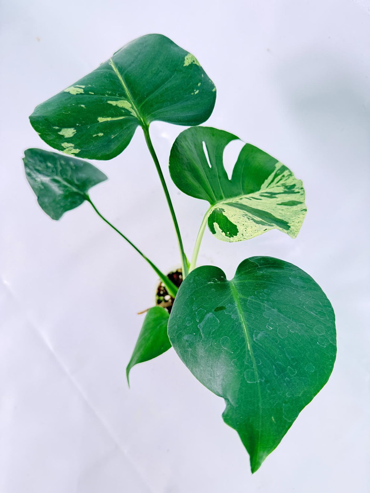 Monstera Bulbasaur 09