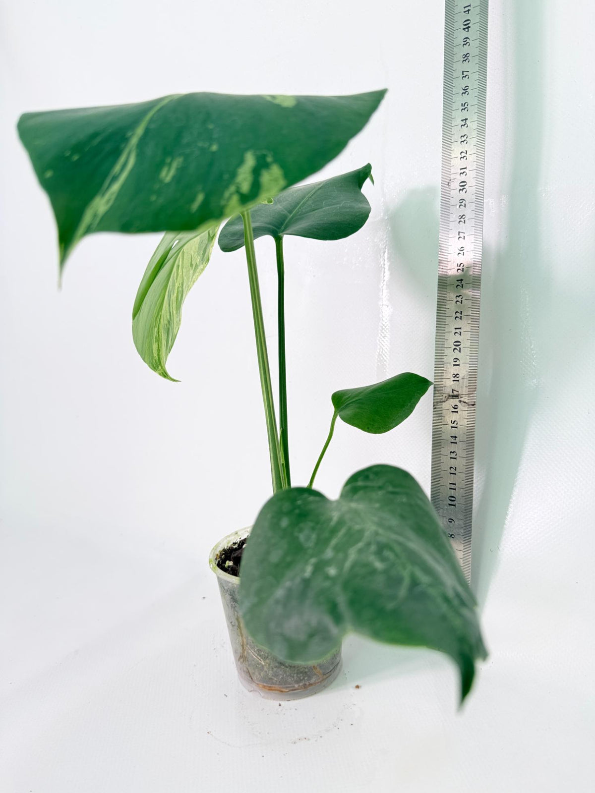 Monstera Bulbasaur 11
