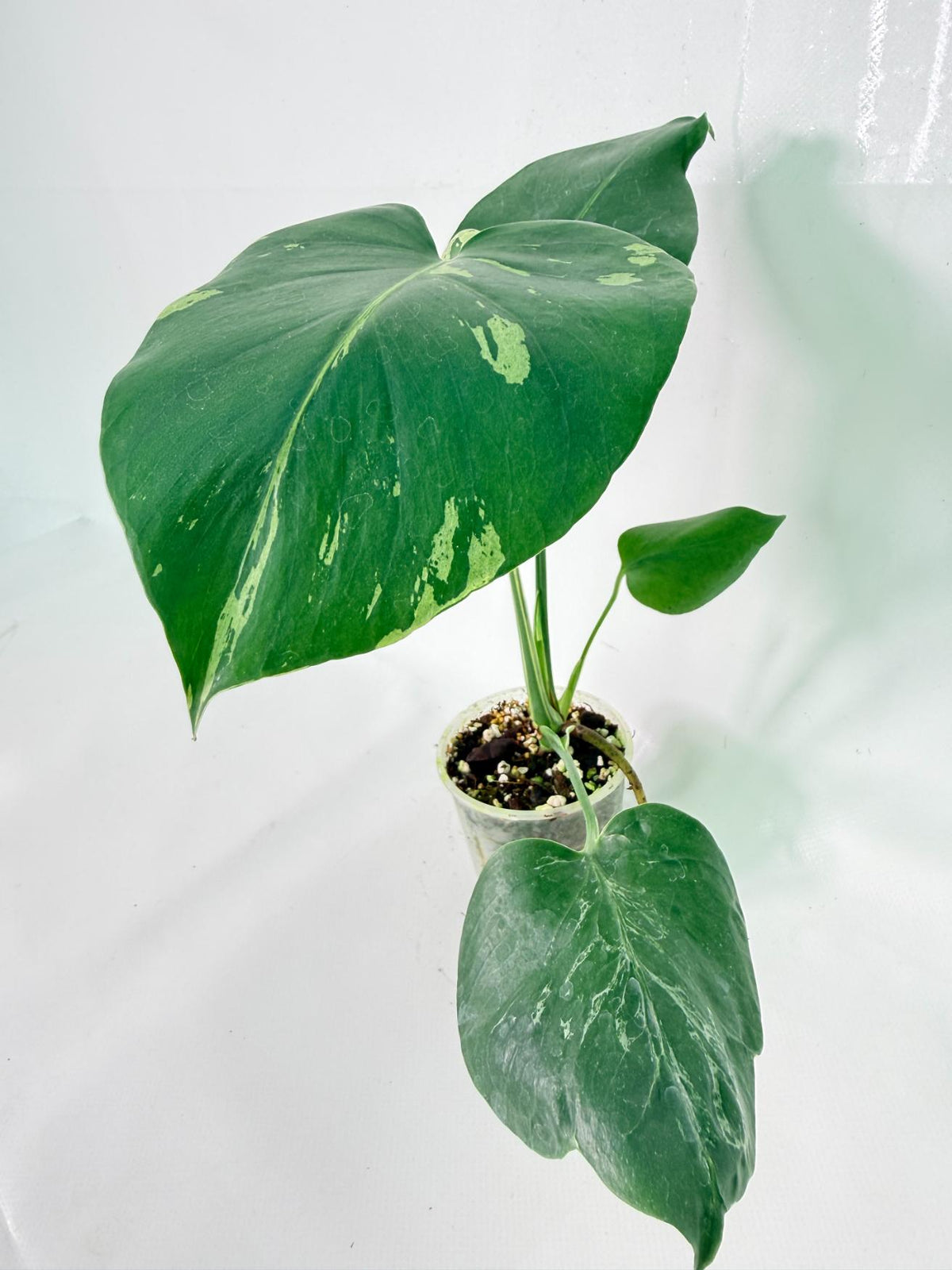Monstera Bulbasaur 02