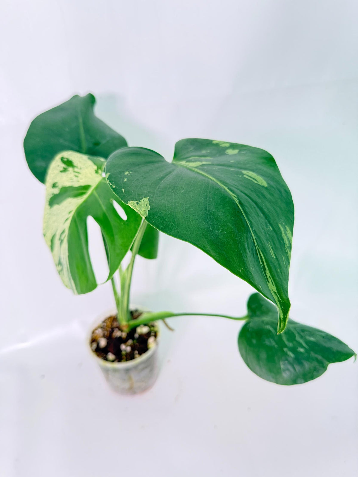 Monstera Bulbasaur 03