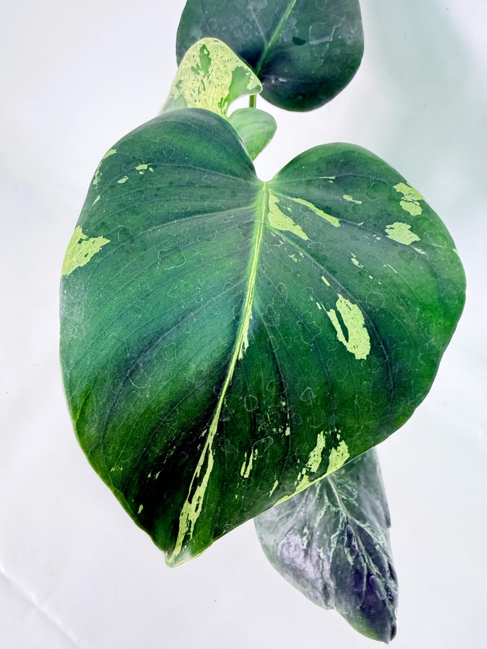 Monstera Bulbasaur 04