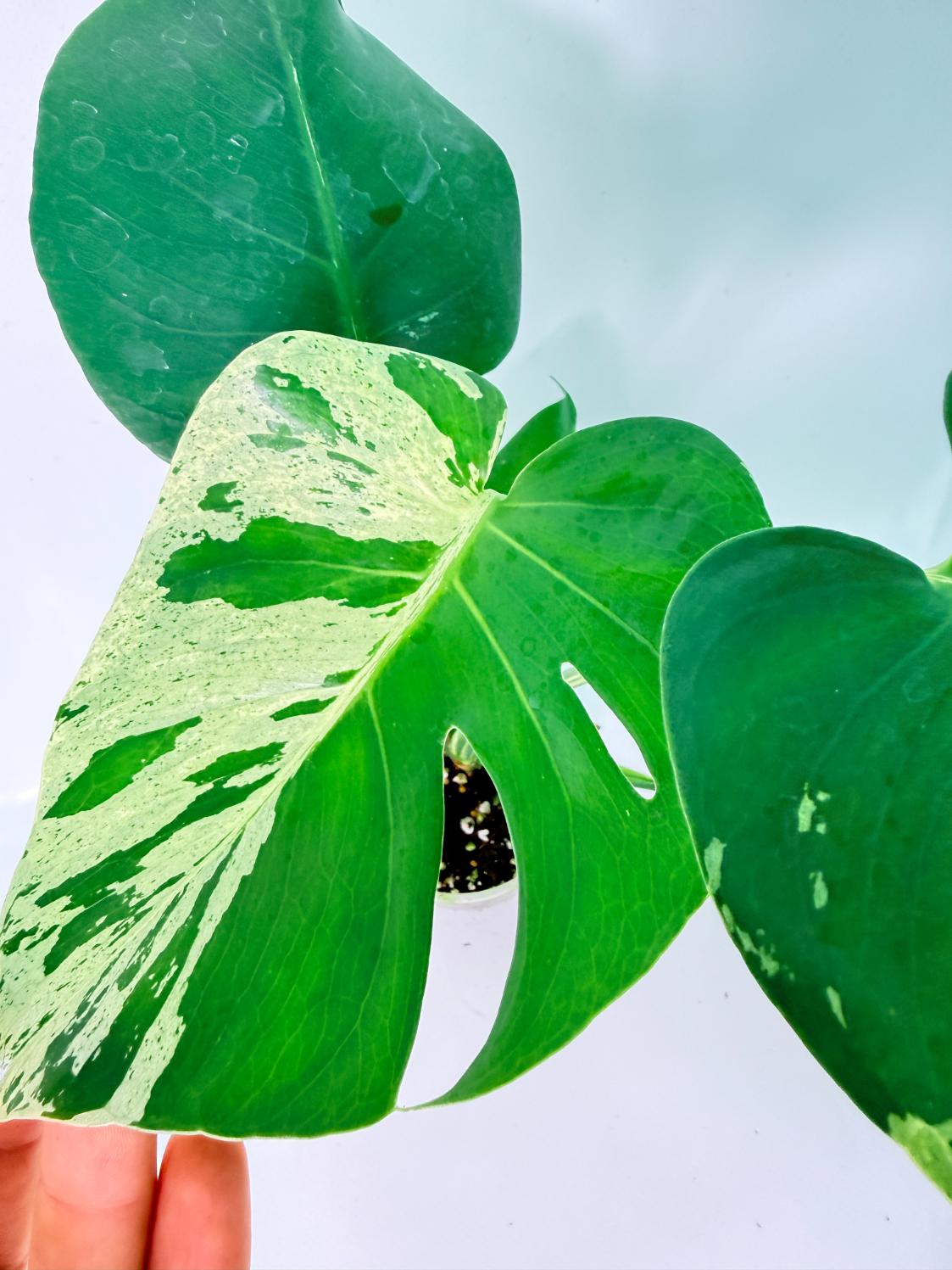 Monstera Bulbasaur 05