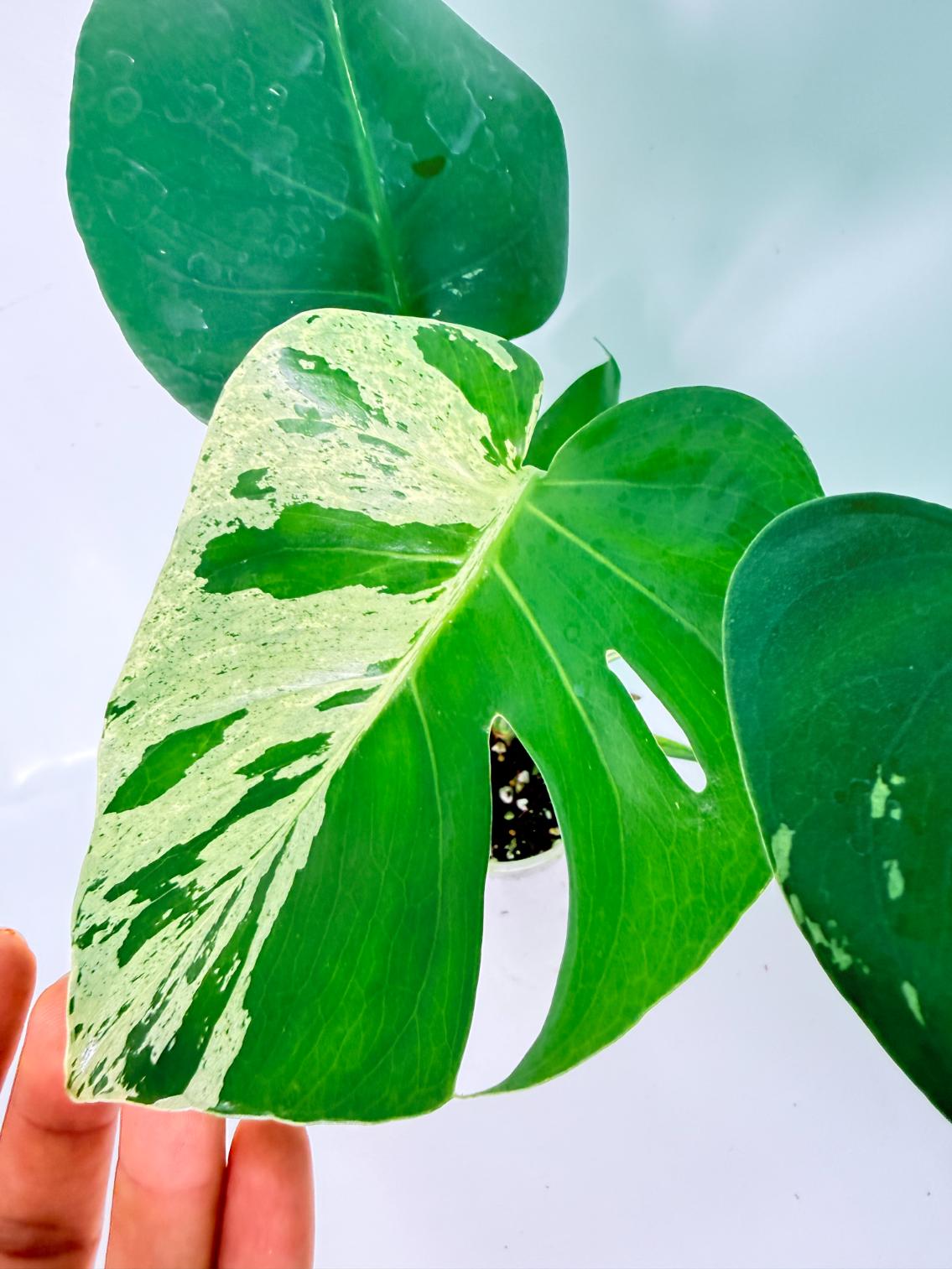 Monstera Bulbasaur 006