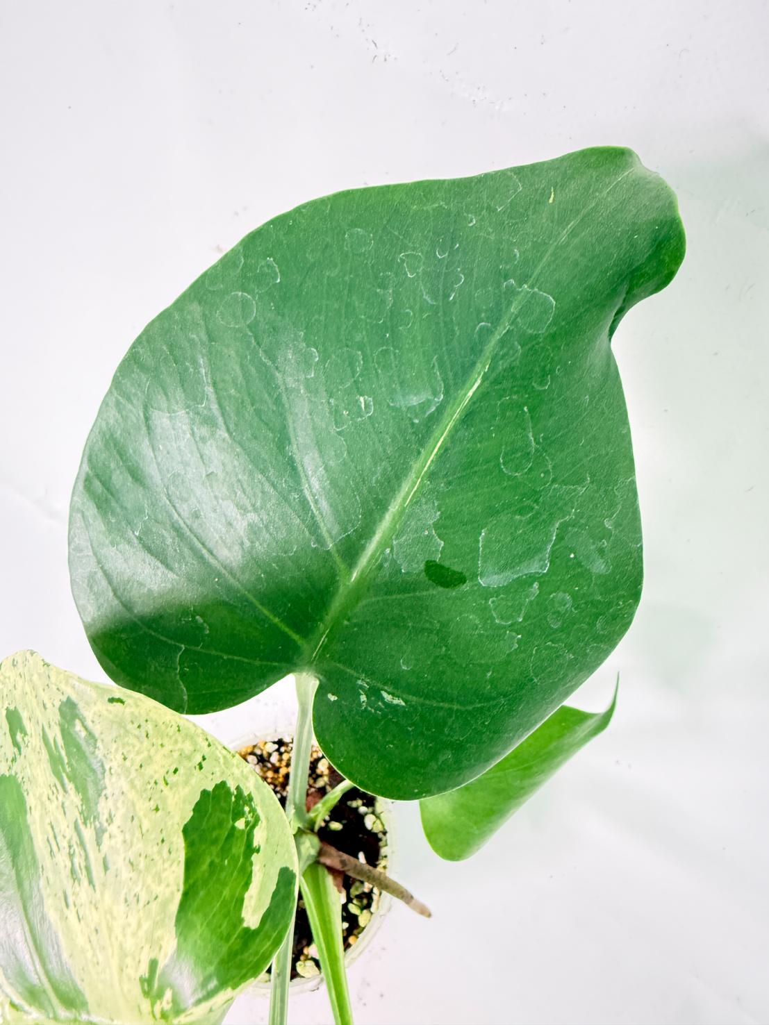Monstera Bulbasaur 07
