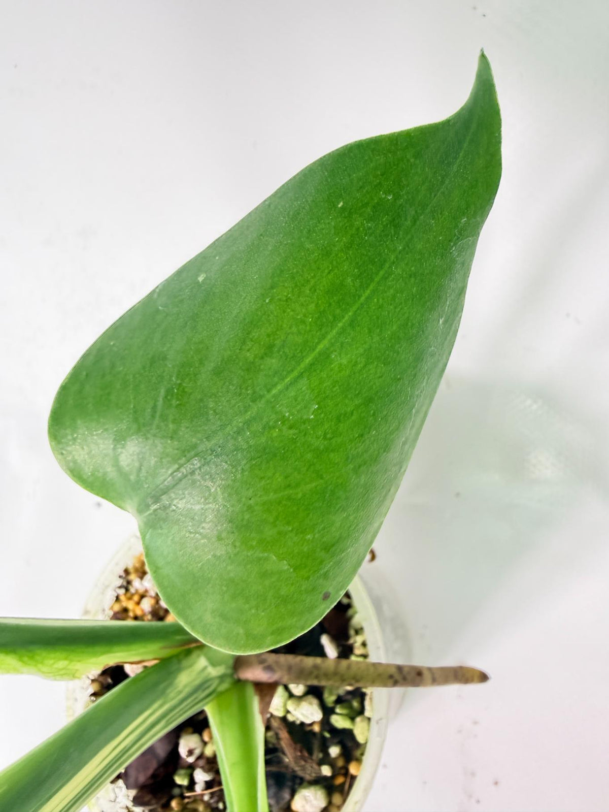 Monstera Bulbasaur 08