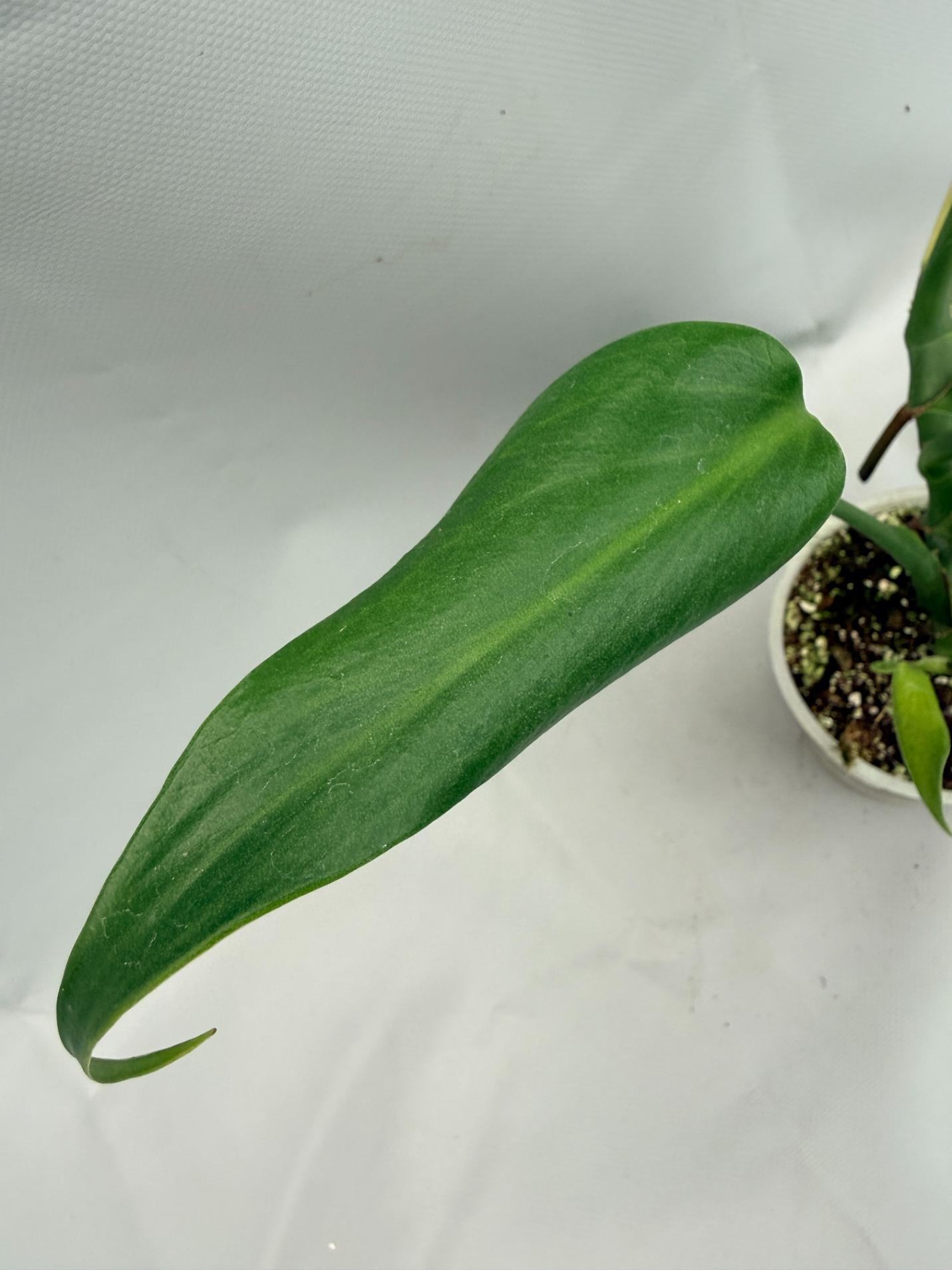 Monstera burle marx flame XL
