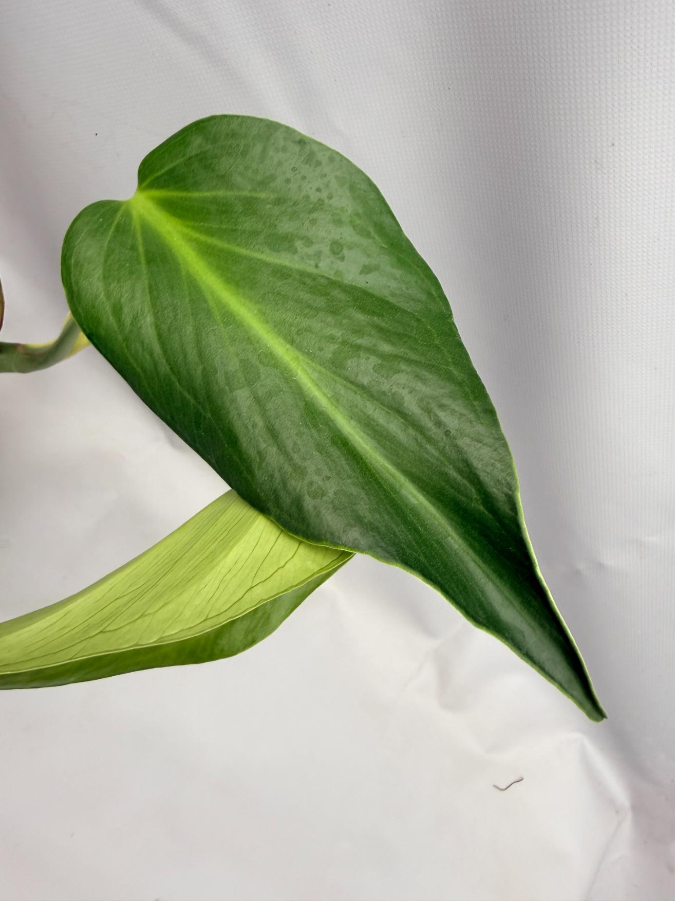 Monstera burle marx flame XL