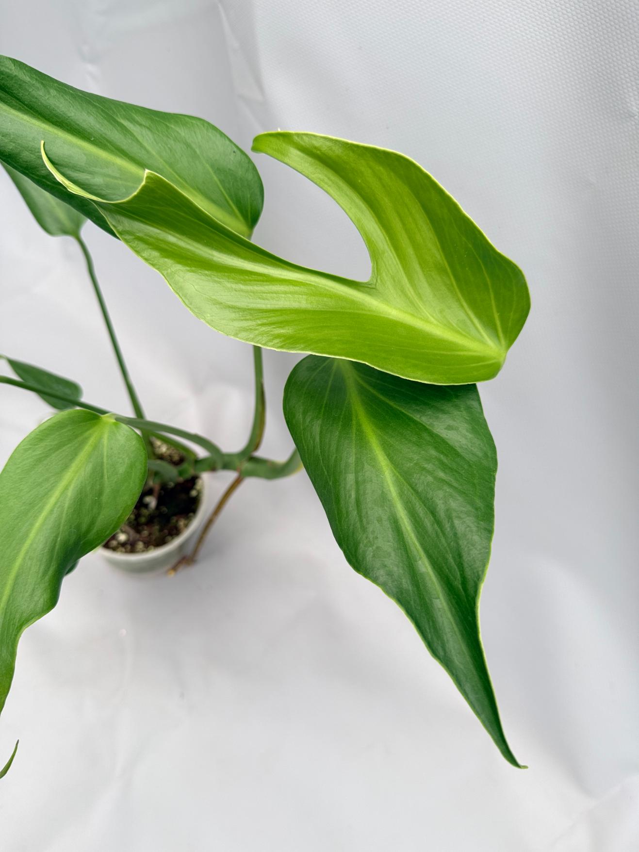 Monstera burle marx flame XL