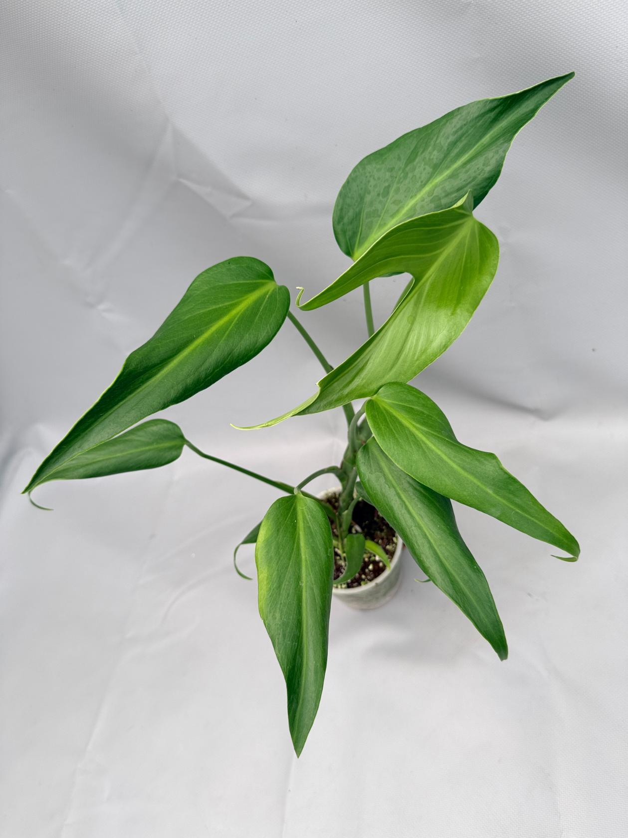 Monstera Burle Marx Flame XL