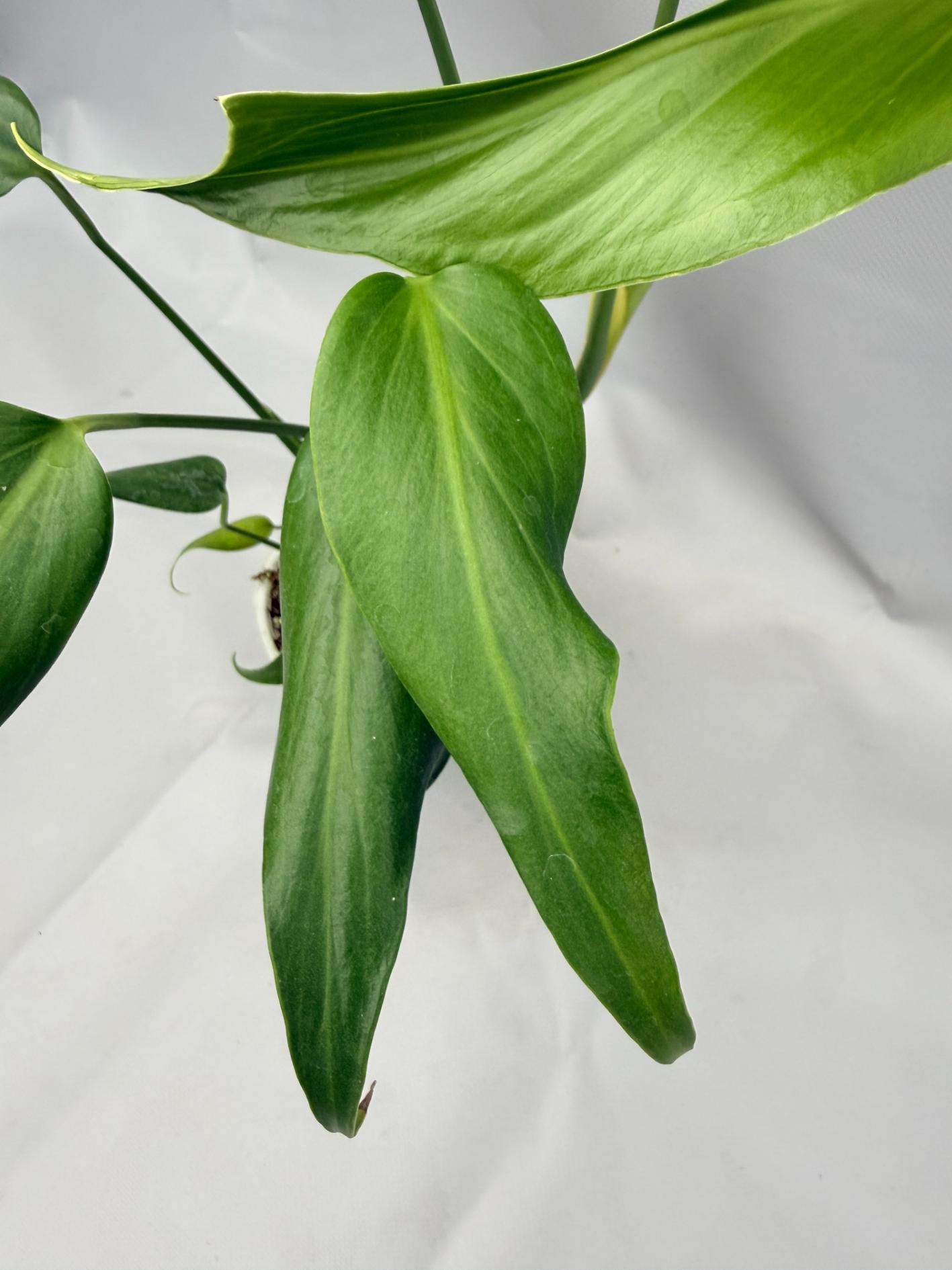 Monstera burle marx flame XL