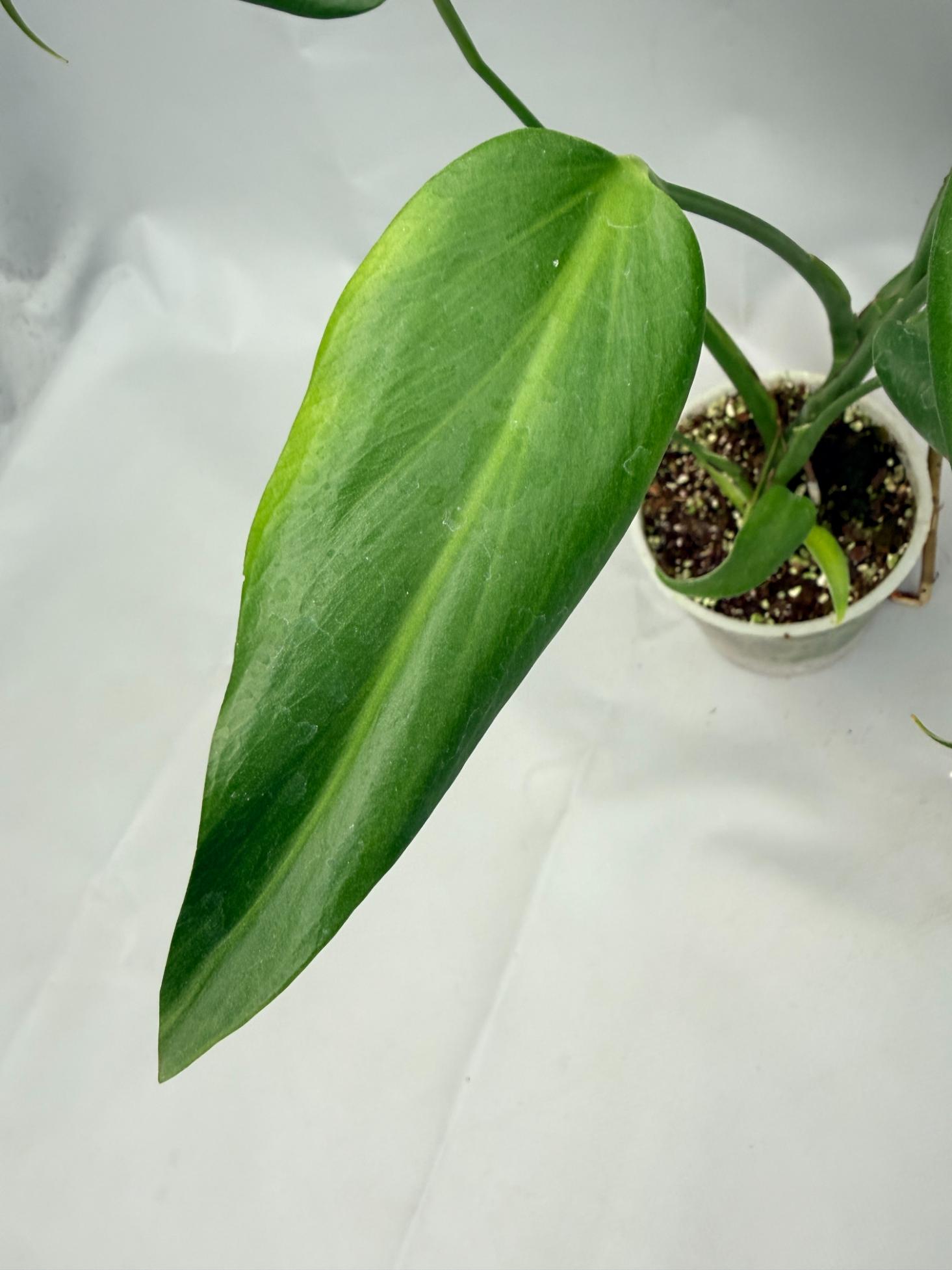 Monstera burle marx flame XL
