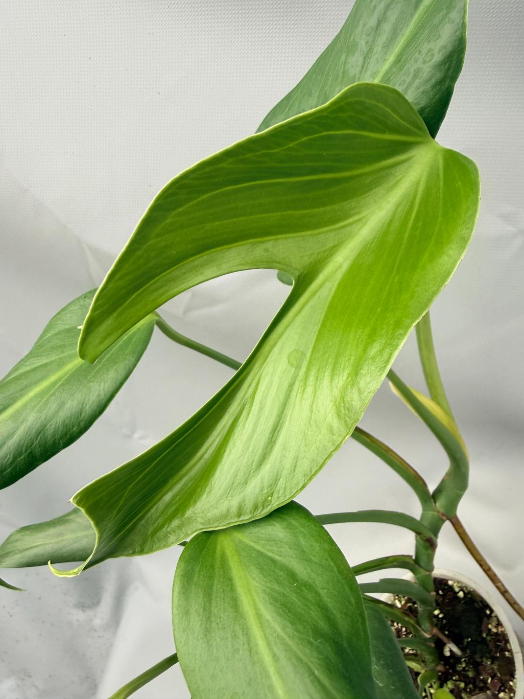 Monstera burle marx flame XL