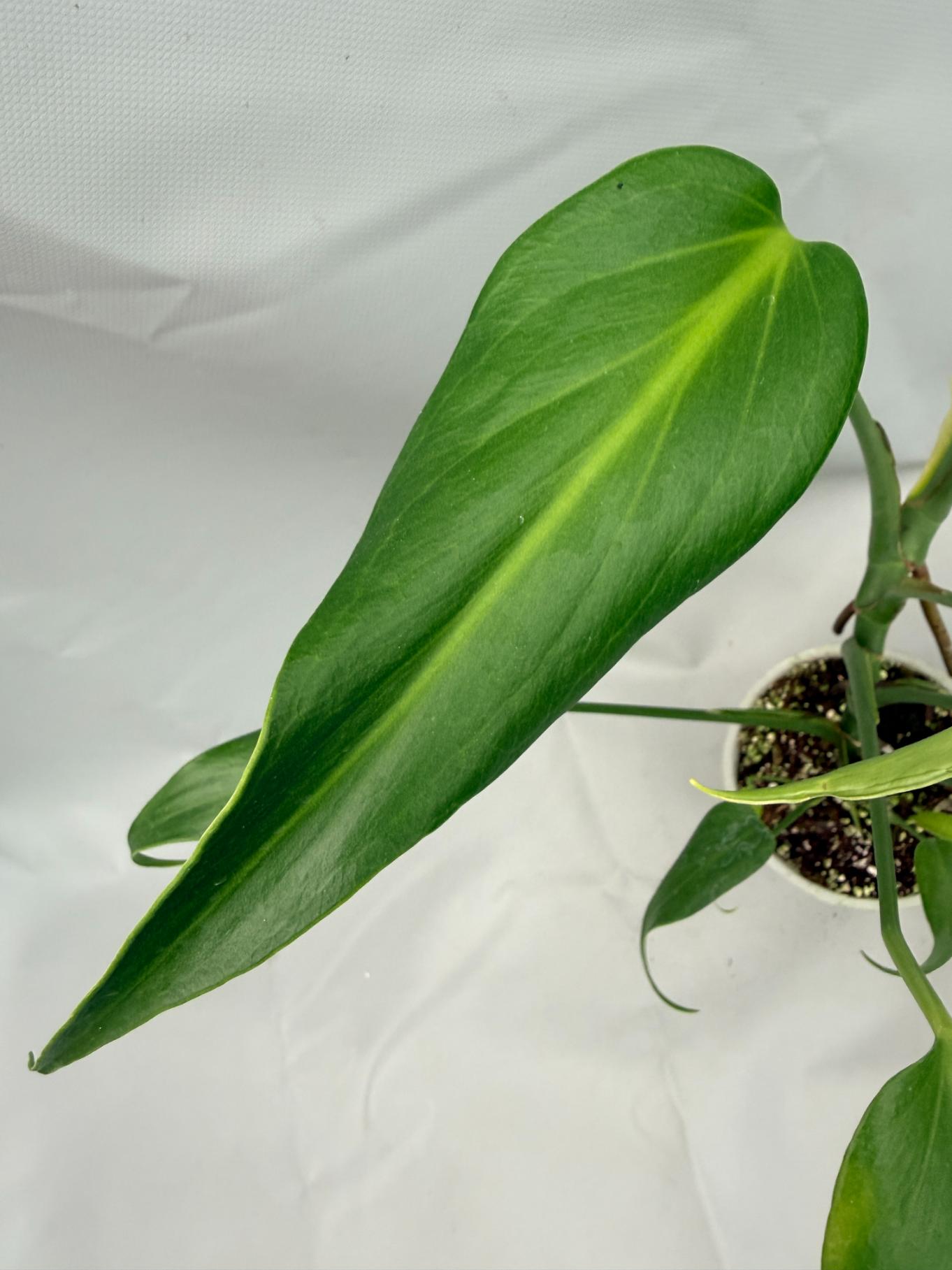Monstera burle marx flame XL