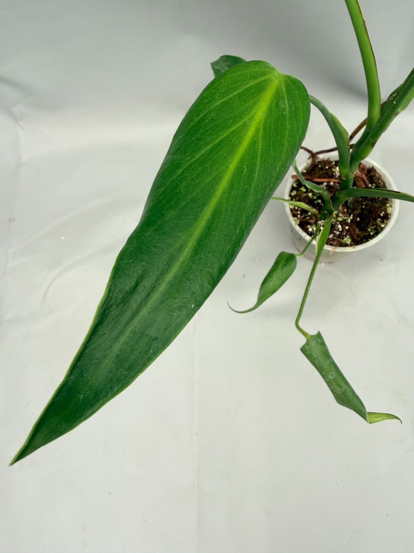 Monstera Burle Marx Flame XL
