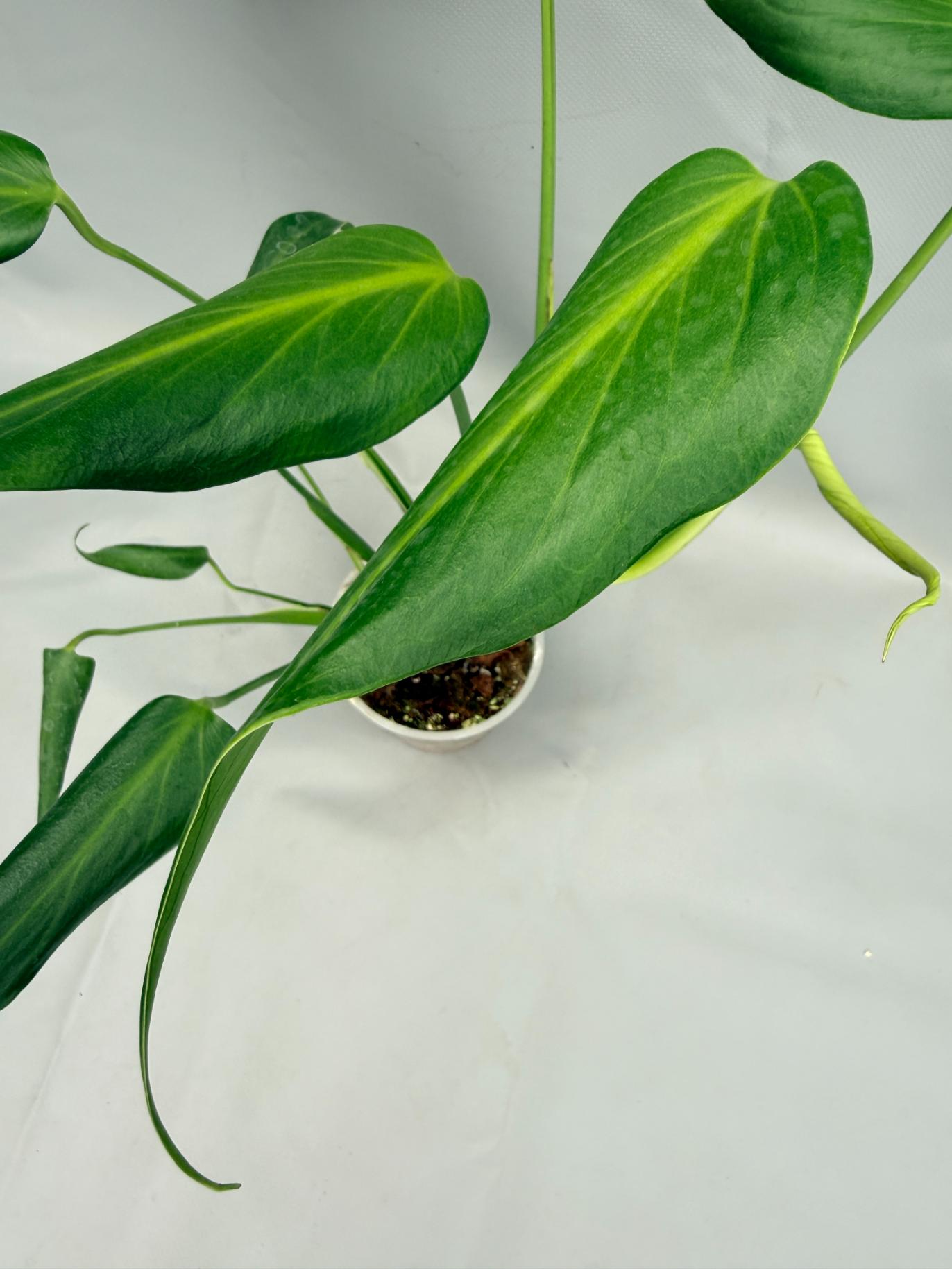Monstera Burle Marx Flame XL