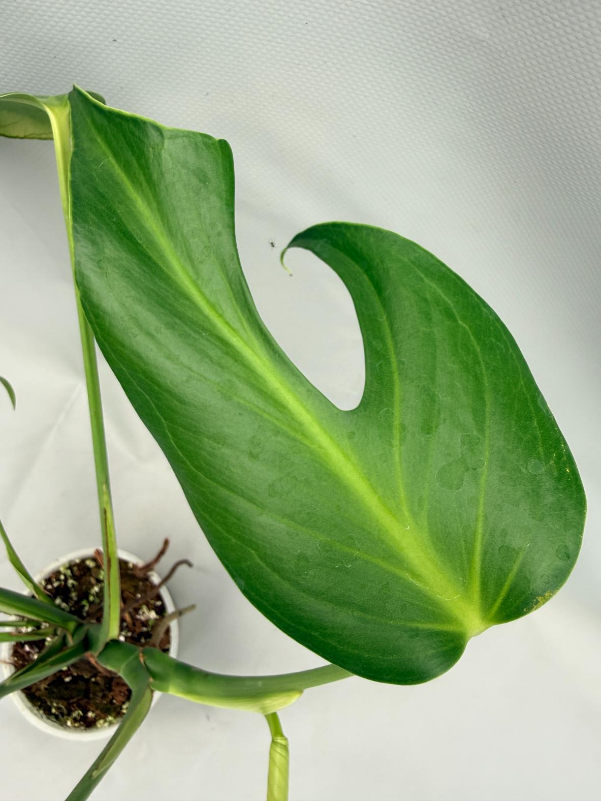 Monstera Burle Marx Flame XL