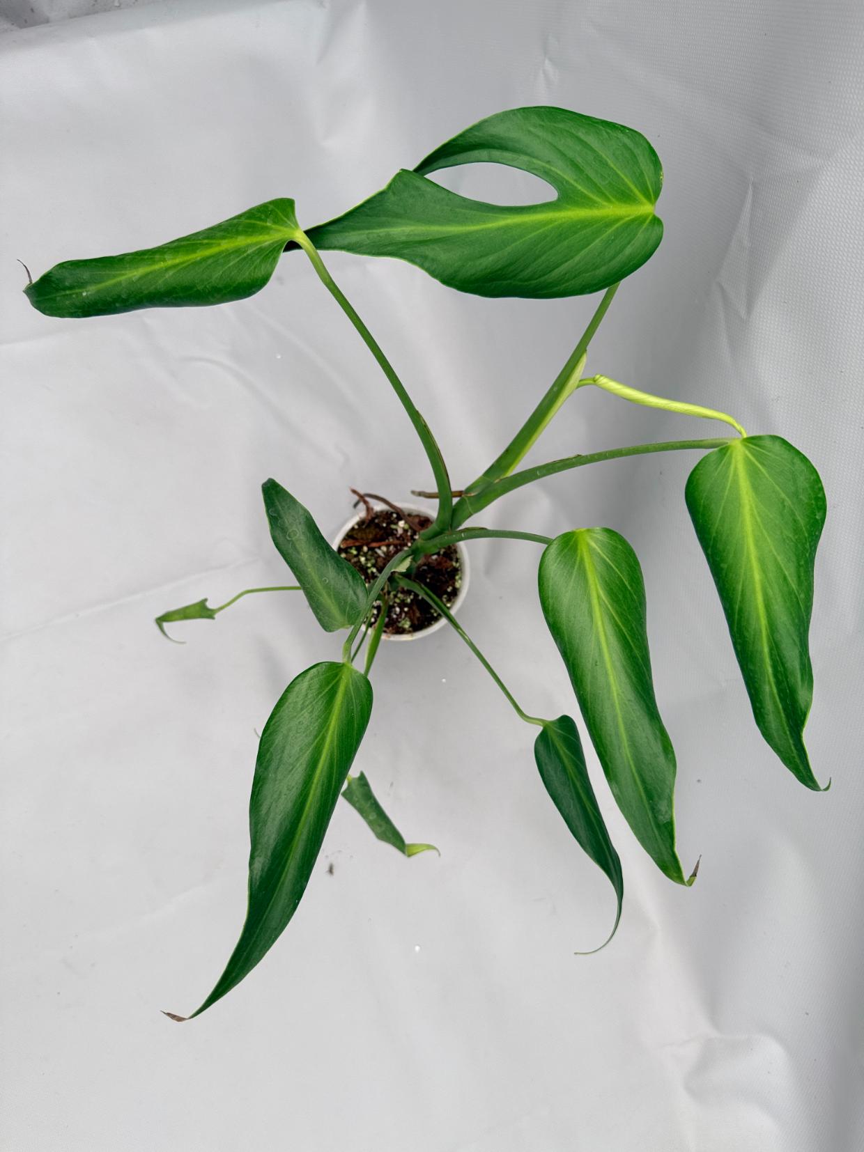 Monstera burle marx flame XL