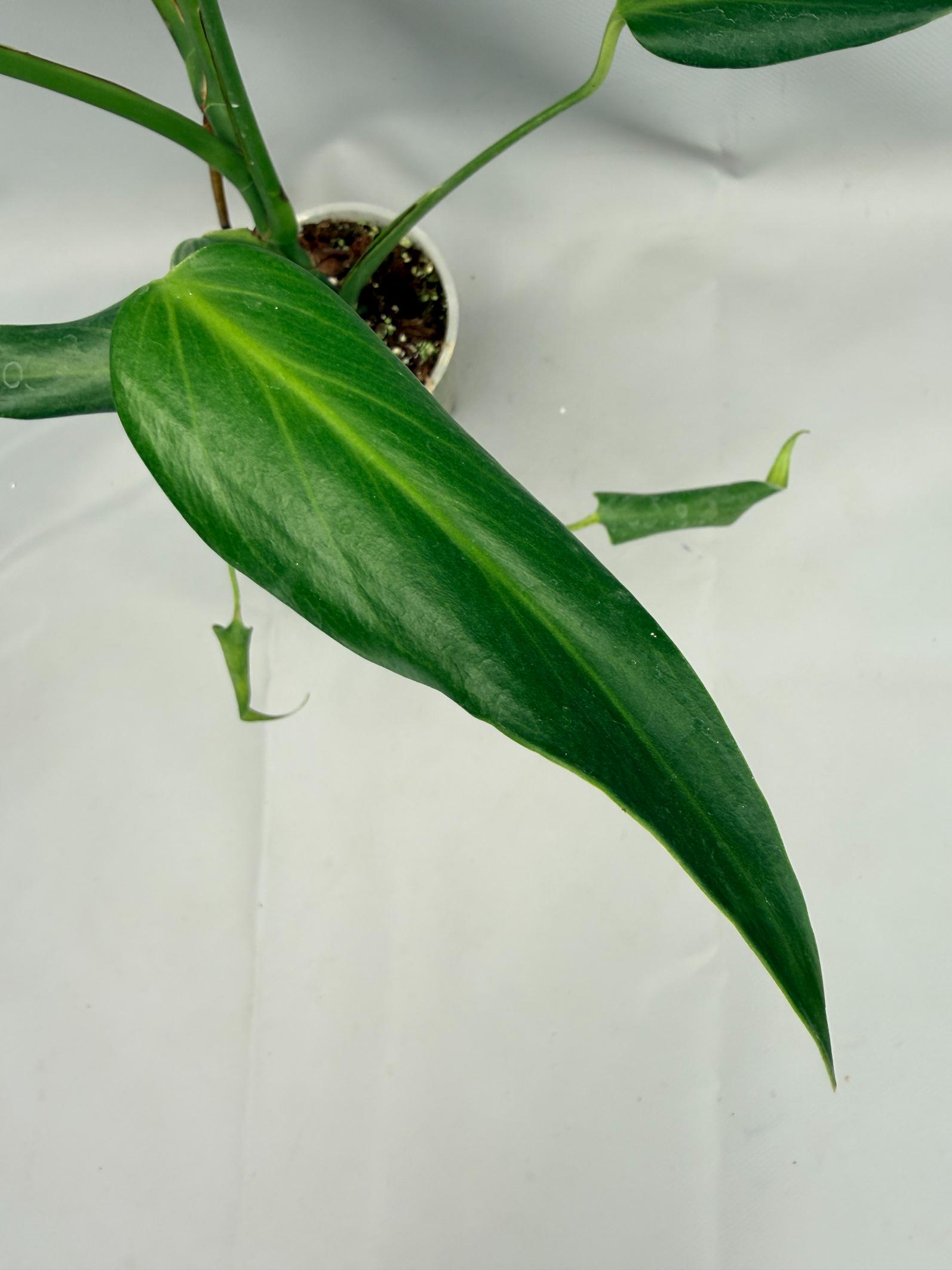 Monstera burle marx flame XL